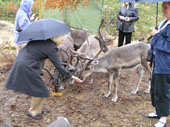 Debra feeding reindeer 