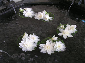 Six Senses Spa water lilies