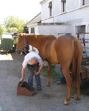 Horse being shoed - view from Ireland