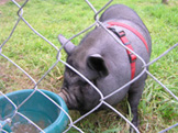 Dunbrody Country House Hotel & Restaurant, Co. Wexford, Ireland - Kevin's Pet Pig