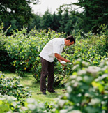 Dunbrody Country House Hotel & Restaurant, Co. Wexford, Ireland - Kevin in the Vegetable Garden