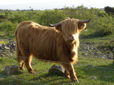 Torekov, Sweden - Cow