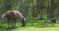 Torekov, Sweden - Mare with Foal