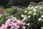 Sofiero Palace and Gardens - Rhododendron