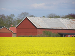 Yellow Fields of Skane, Sweden