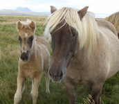 Icelandic foal and mare - Photo by Luxury Experience