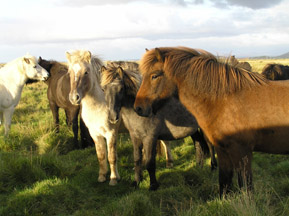 Icelandic Horses - Photo by Luxury Experience