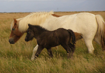 Icelandic Mare and Foal - Photo by Luxury Experience