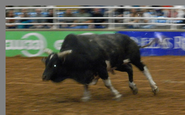 Charging Bull - Mesquite Rodeo - Mesquite, Texas - photo by Luxury Experience