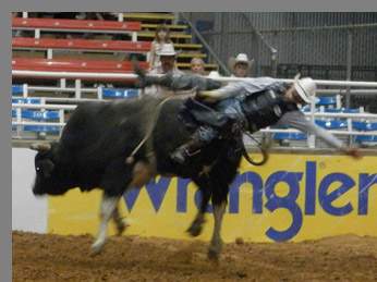 Bull Riding- Mesquite Rodeo - Mesquite, Texas - photo by Luxury Experience