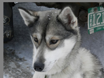 Beautiful Siberian Husky - photo by Luxury Experience 