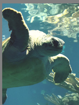 Turtle - New England Aquarium  -Boston, MA,USA - photo by Luxury Experience