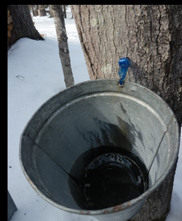 Maple syrup dippings from tree - photo by Luxury Experience
