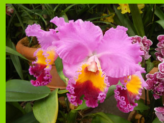 Orchids - New York Botanical Garden - NY - photo by Luxury Experience