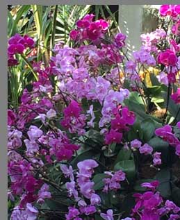 Cluser Orchids - New York Botanical Gardesn - photo by Luxury Experience