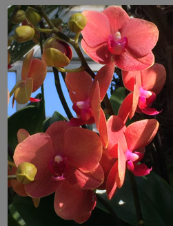 Orange and Pink Orchids - New York Botanical Gardesn - photo by Luxury Experience
