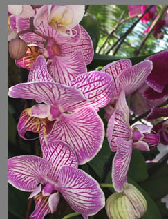 Orchids - New York Botanical Gardesn - photo by Luxury Experience