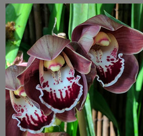 Orchids - New York Botanical Gardesn - photo by Luxury Experience