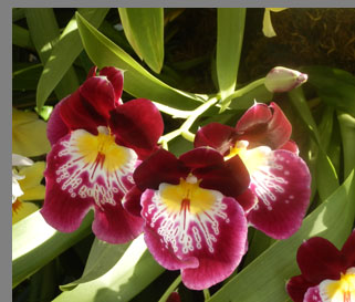 Pansy Orchids - New York Botanical Gardesn - photo by Luxury Experience