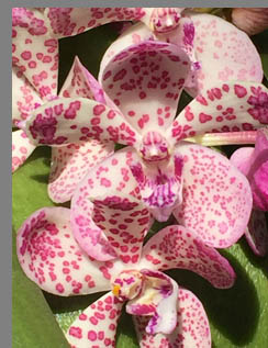 Pink and White Orchids - New York Botanical Gardesn - photo by Luxury Experience