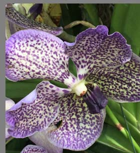 Purple White Orchids - New York Botanical Gardesn - photo by Luxury Experience