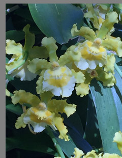 Yellow and White Orchid - NY Botanical Gardens - Photo by Luxury Experience