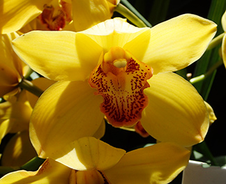 Asian Corsage Orchid Cymbidium - photo by Luxury Experience