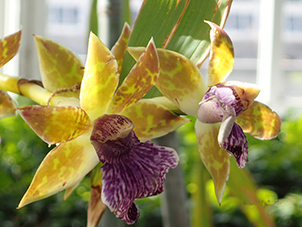 New York Botanical Garden - Orchid Show 2018 - photo by Luxury Experience