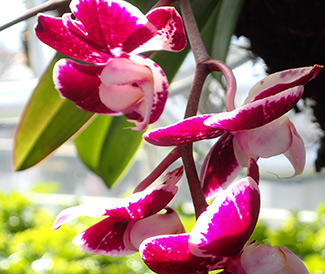 New York Botanical Garden - Orchid Show 2018 - photo by Luxury Experience