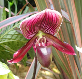 Slipper Orchid -New York Botanical Garden - Orchid Show 2018 - photo by Luxury Experience 