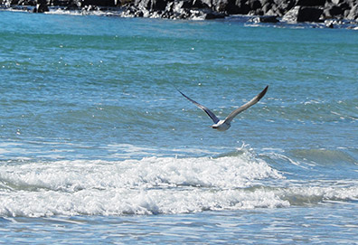 Seagull - Beaches of Kennebunkport, ME - Photo by Luxury Experience