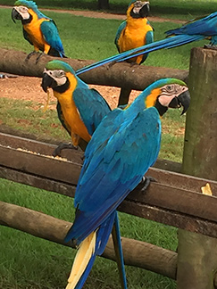 Arara Azul Grande - Safari Pequi Mato Grosso do Sul, Brazil - photo by Luxury Experience