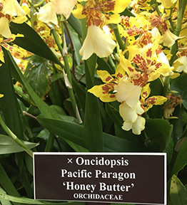 Dancing Lady Orchid - New York Botanical Garden - Orchid Show 2019 - Photo by Luxury Experience