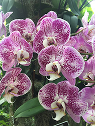 Moth Orchid _ Happy Dancer - New York Botanical Garden - Orchid Show 2019 - Photo by Luxury Experience