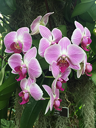 New York Botanical Garden - Singapore Moth Orchid 2019