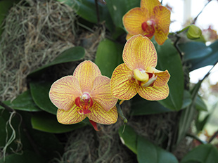 New York Botanical Garden - Orchid Show 2019 - Photo by Luxury Experience
