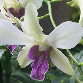 New York Botanical Garden - Orchid Show 2019 - Photo by Luxury Experience