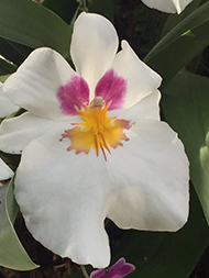 Pansy Orchid - New York Botanical Garden - Orchid Show 2019 - Photo by Luxury Experience