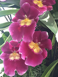 Pansy Orchid - New York Botanical Garden - Orchid Show 2019 - Photo by Luxury Experience