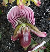 Slipper Orchid - New York Botanical Garden - Orchid Show 2019 - Photo by Luxury Experience