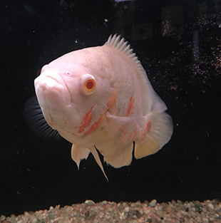 Albino Fish - Aquario de Bonito - photo by Luxury Experience