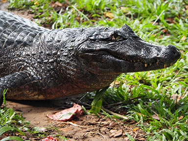 Alligator on Safari - Pouseda Pequi - photo by Luxury Experience