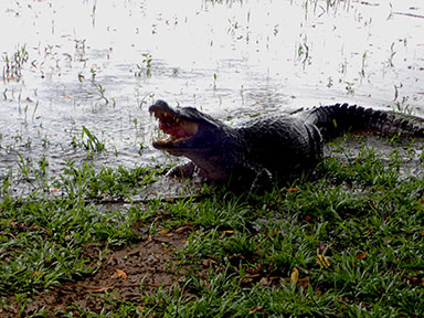 Alligator - Pousada Pequi - Pantanal Mato Grosso do Sul, Brazil - photo by Luxury Experience