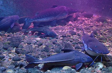 Catfish - Aquario de Bonito - photo by Luxury Experience