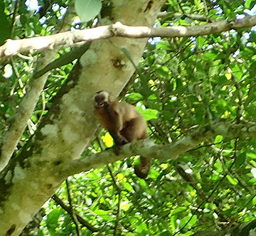 Brown Capuchin Monkey - Barra do Sucuri - Bonito, Mato Grosso do Sul, Brazil - photo by Luxury Experience