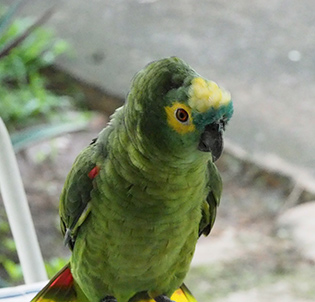 Parrot - Pousada Pequi - Aquidauana, Mato Grosso, do Sul, Brazil - photo by Luxury Experience