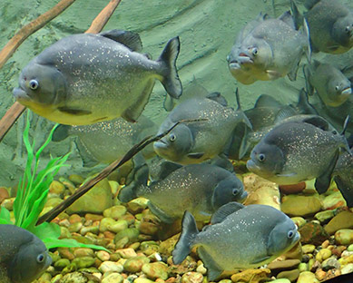 Piranha - Aquario de Bonito - photo by Luxury Experience