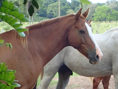Horses - Pousada Pequi - Aquidauana, Mato Grosso, do Sul, Brazil - photo by Luxury Experience