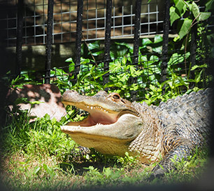 Alligator - The Zoo in Forest Park - photo by Luxury Experience