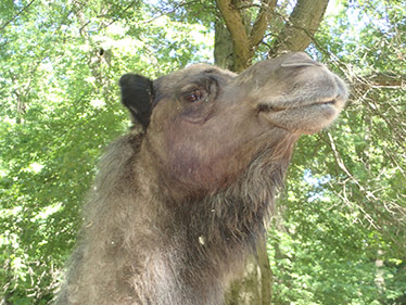 Max the Dromedary Camel - photo by Luxury Experience